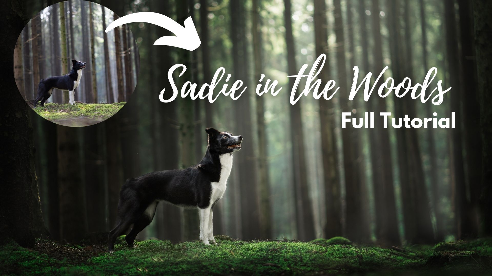 Sadie in the Woods