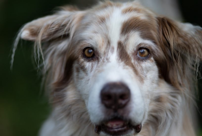 Camera Settings For Perfect Dog Photos Inspawration Photography