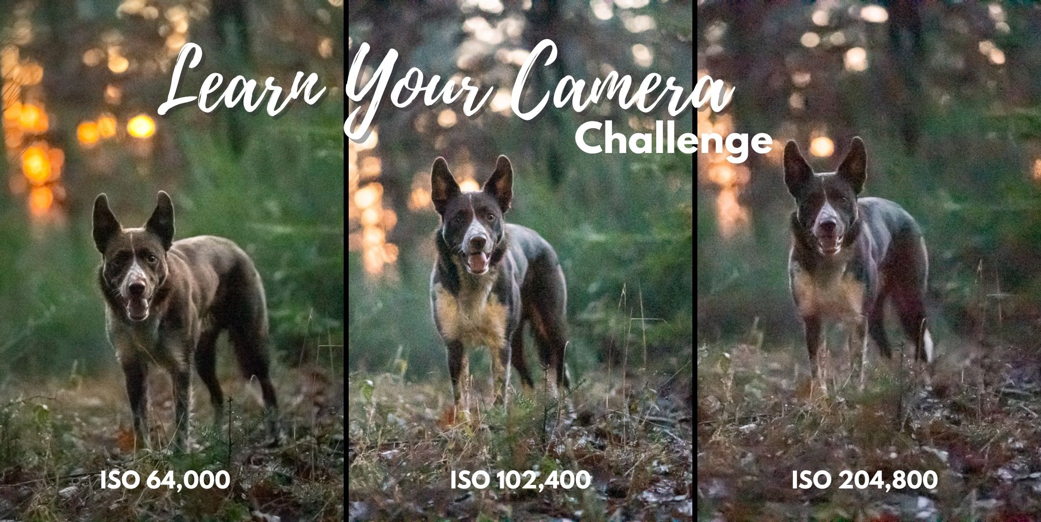 Challenge: Learn Your Camera’s Capabilities