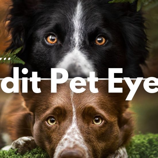 A banner showing the close up faces of two dogs with words that read How to edit pet eyes