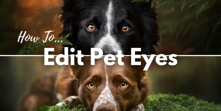 A banner showing the close up faces of two dogs with words that read How to edit pet eyes