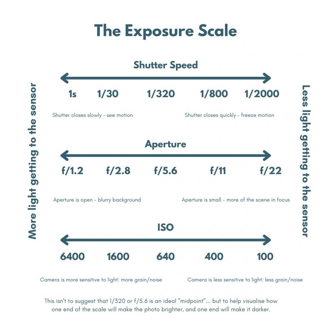 Camera Settings For Perfect Dog Photos Inspawration Photography
