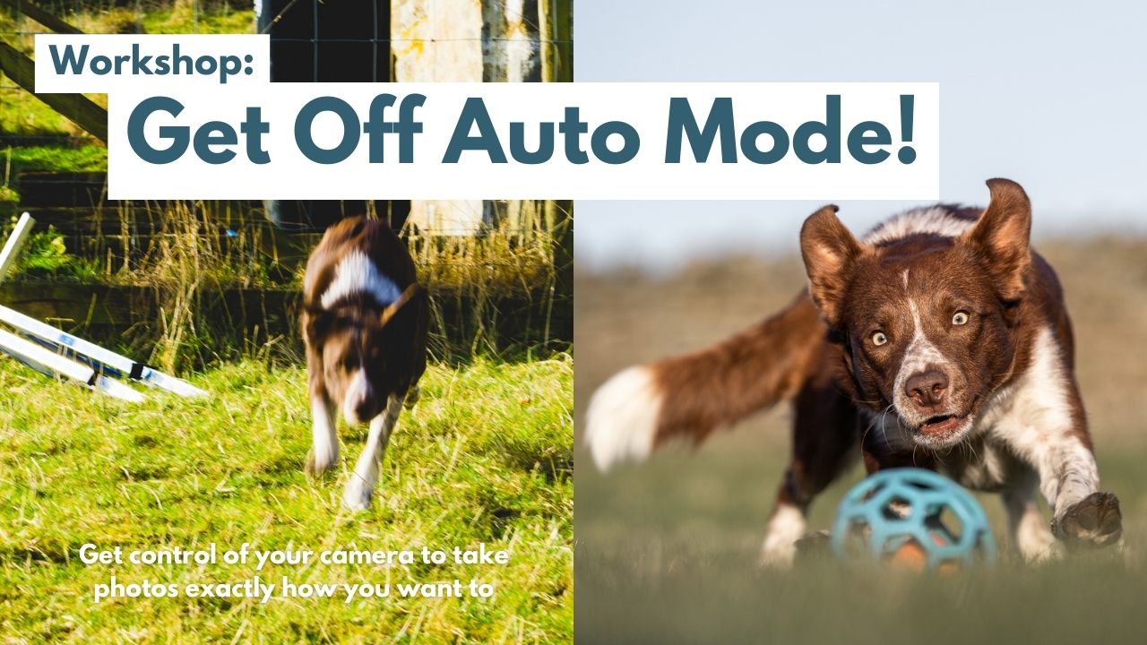 A banner with two photos of a dog in action, on the left the photo is badly exposed and blurry, on the right the photo is sharp and well exposed, the text reads Workshop: Get off auto mode!