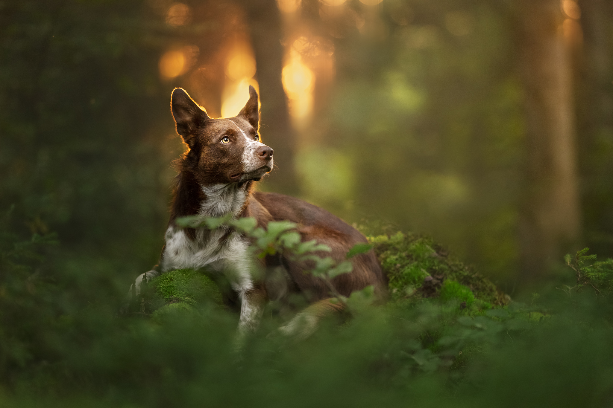 Backlit photo of a brown dog.