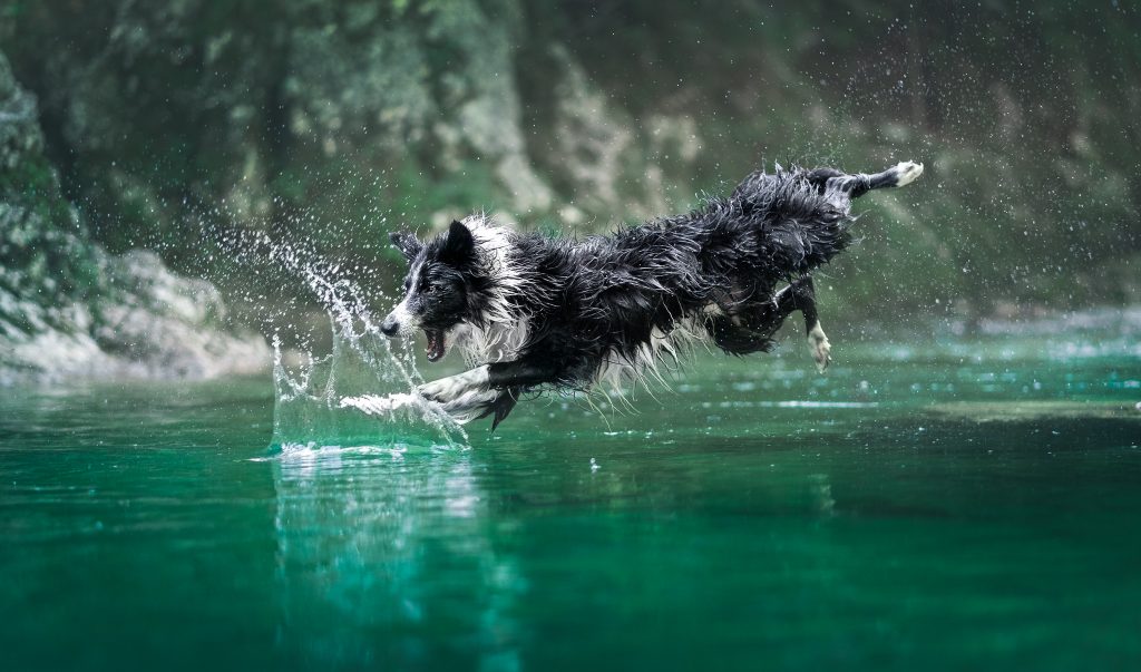 Dog jumping in water