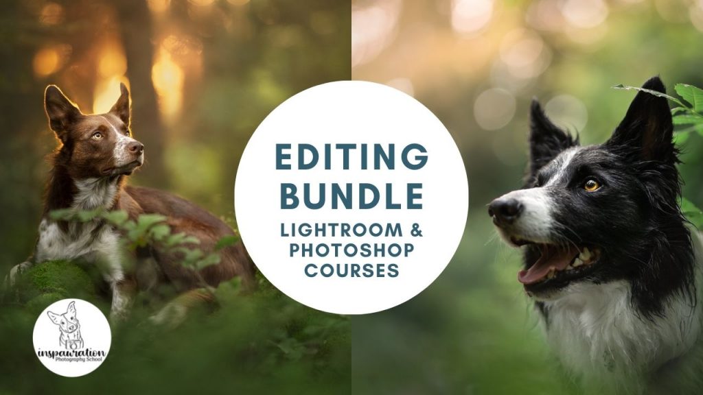 A banner showing two dog photos in a fine art editing style, a circle in the middle reads Editing Bundle: Lightroom and Photoshop course