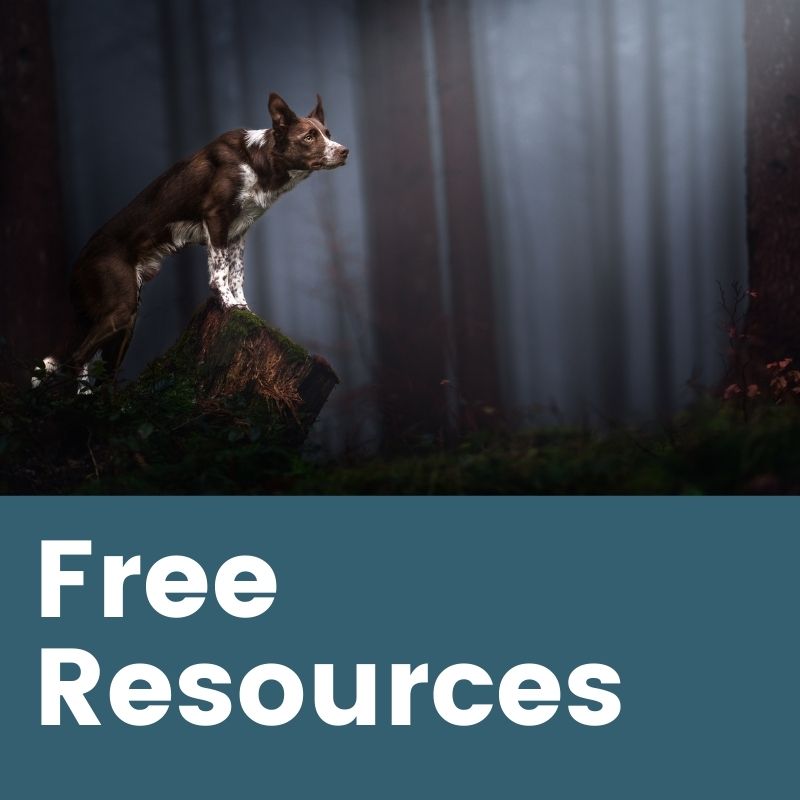 A border collie in the foggy woods with the text Free Resources across the bottom