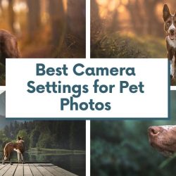 Best camera settings for pet photos