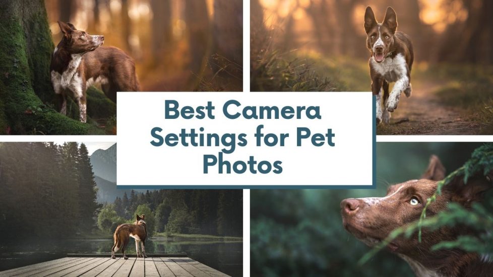 Camera Settings For Perfect Dog Photos Inspawration Photography