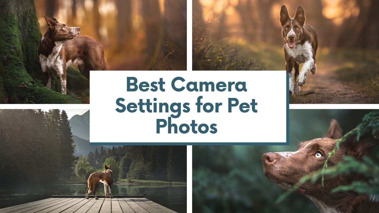 Camera Settings For Perfect Dog Photos