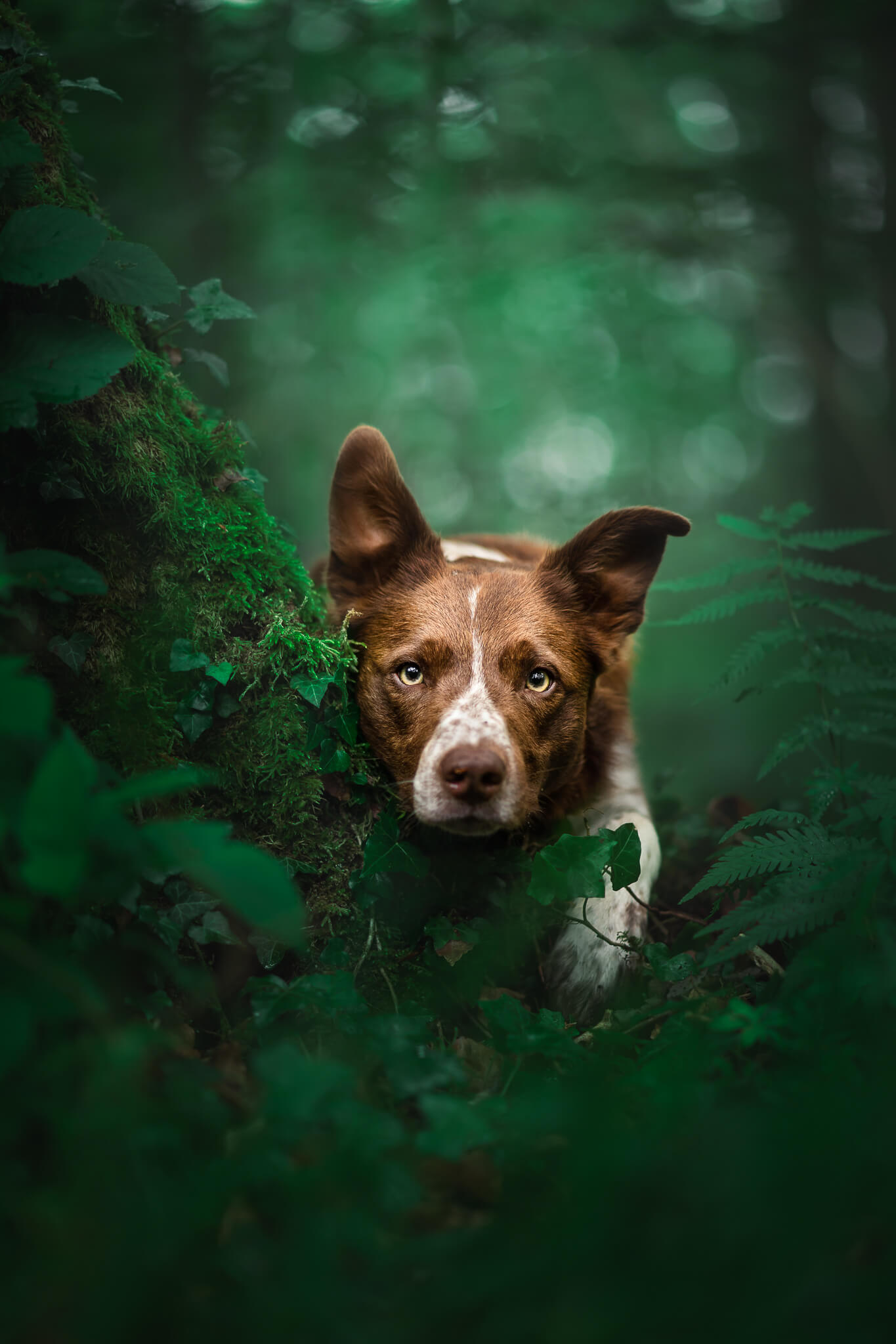 How To Choose A Location For Pet Photography Inspawration Photography