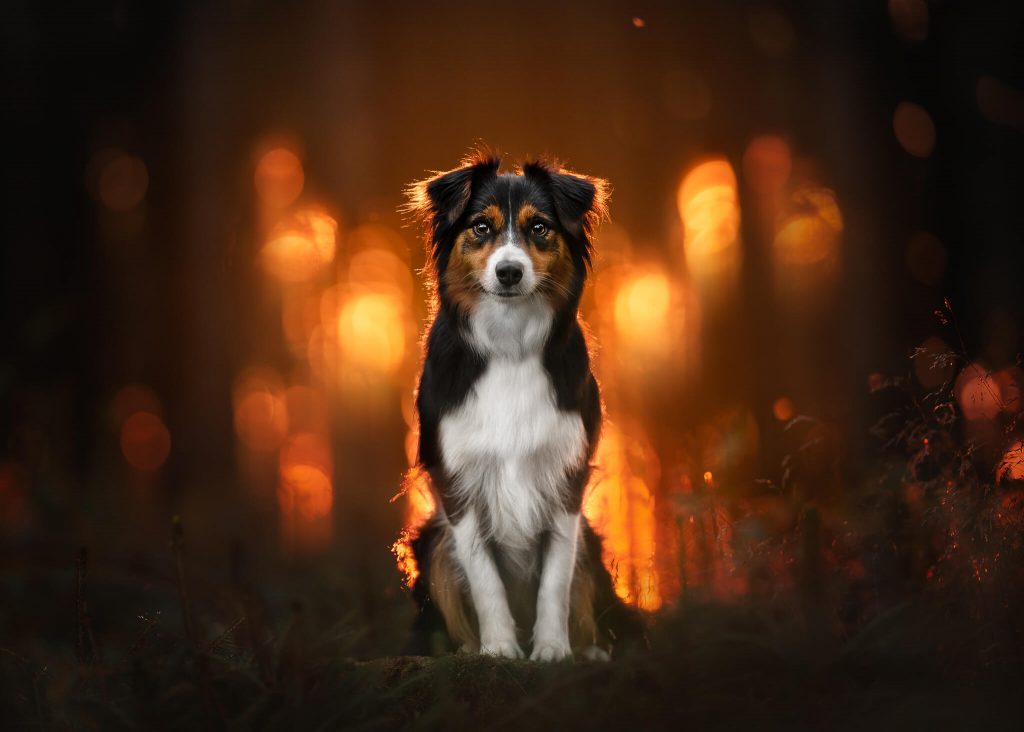 An adorable black and white dog peacefully sitting in the woods lit by intense golden light, captured beautifully through pet photography techniques and editing