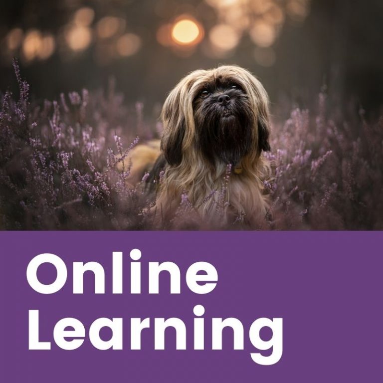 Online learning pet photography courses and lessons