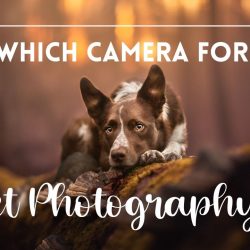 Which camera to buy for pet photography