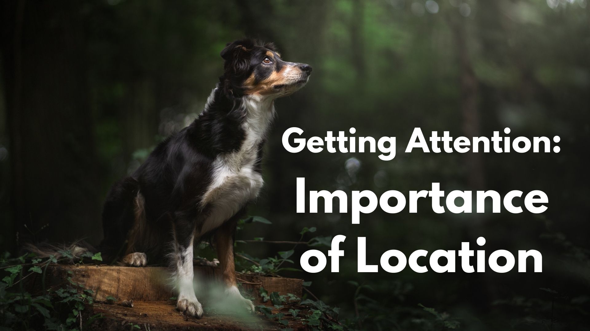 Getting Attention: Importance of Location