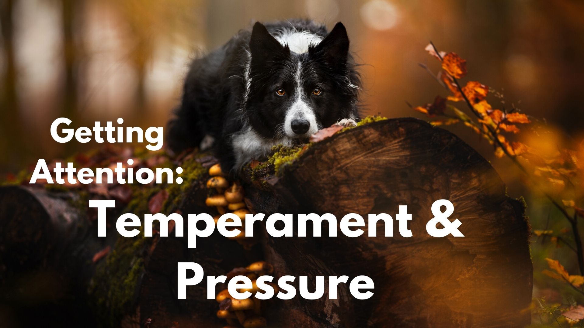 Getting Attention: Temperament & Pressure