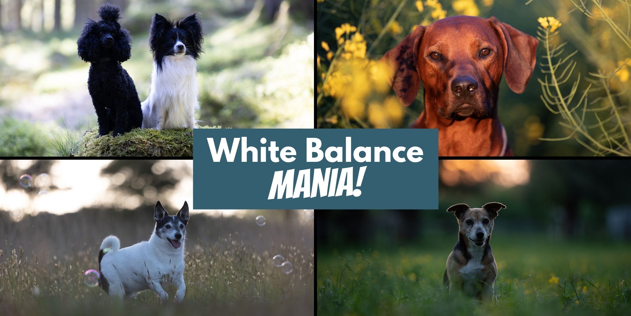 White Balance Mania