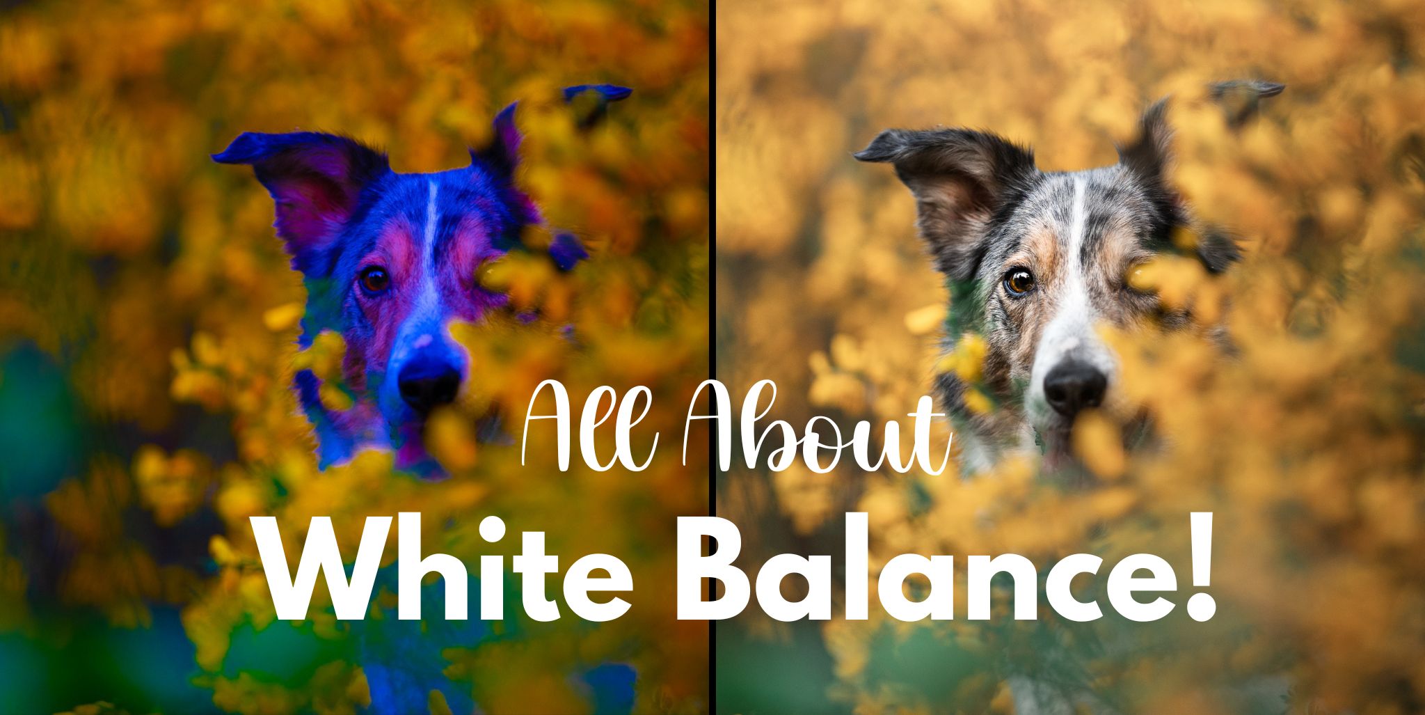 All About White Balance