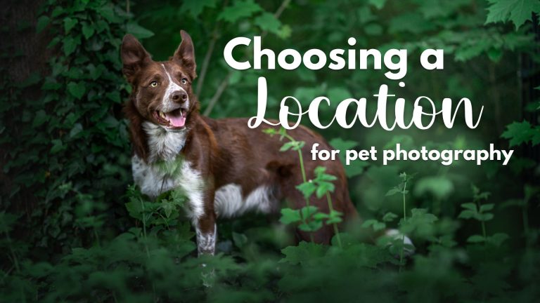 How to Choose a Location for Pet Photography