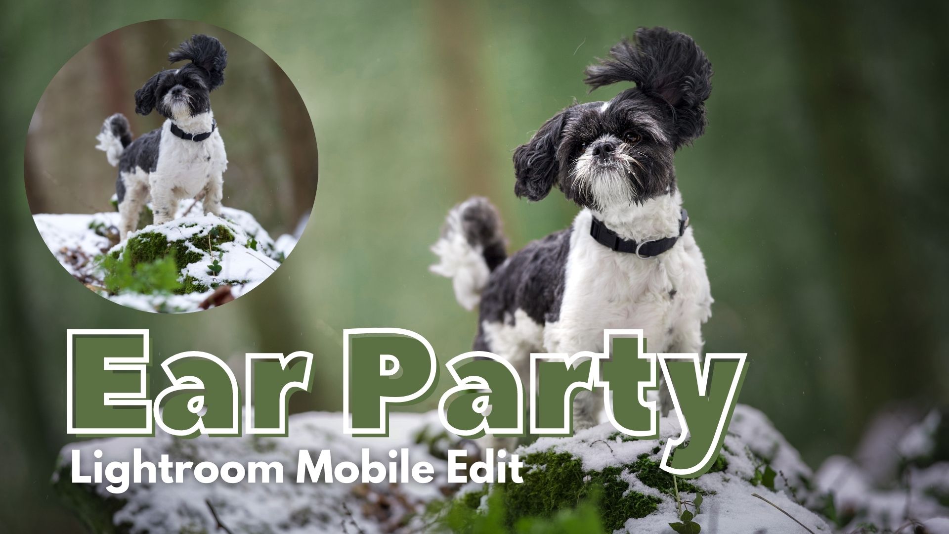 Ear Party: Lightroom Mobile Edit