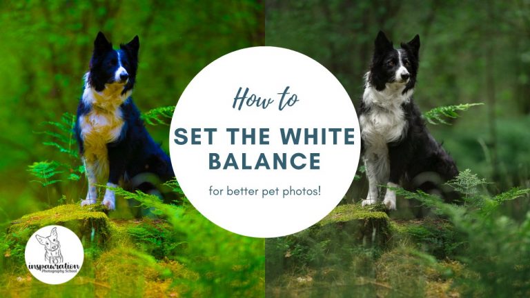 How to Fix Your White Balance in Pet Photography