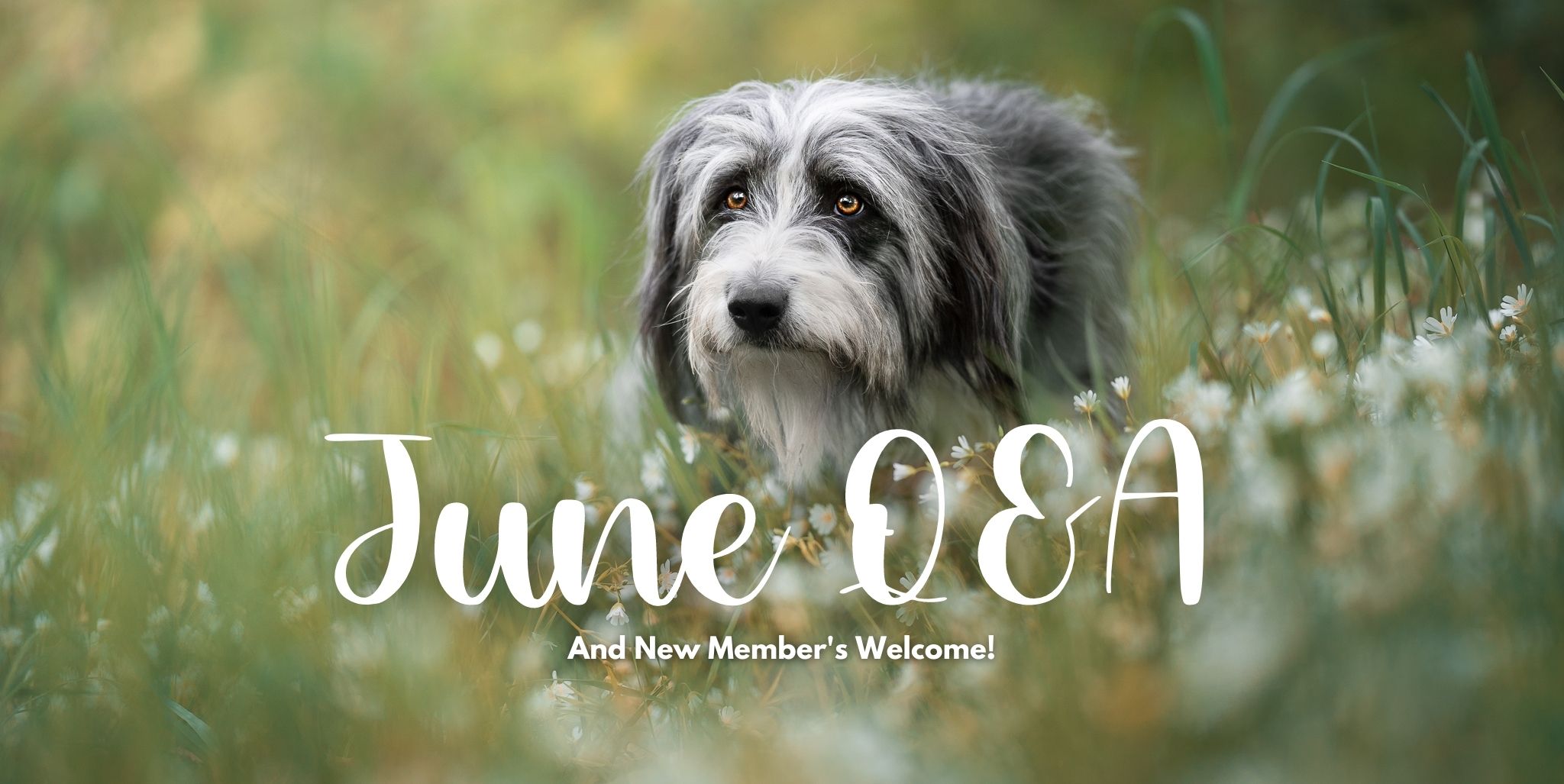 June 2022 Q&A and New Member’s Welcome!