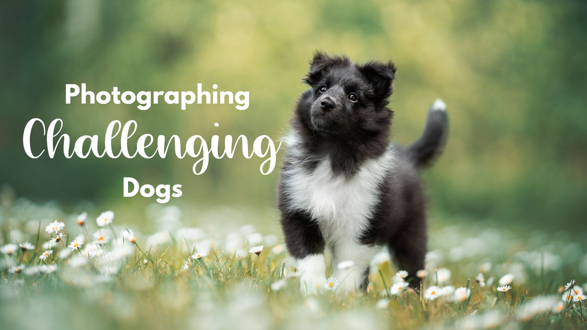 Photographing Challenging Dogs