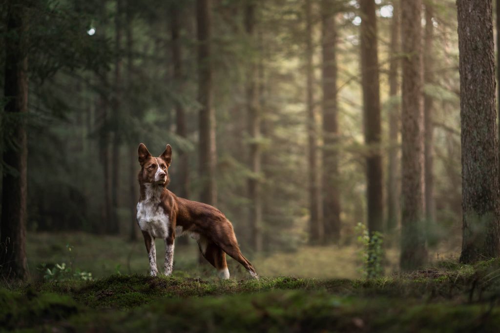 A fine art pet portrait of a border collie in the forest, standing proudly and looking to one side, with beautiful light and editing
