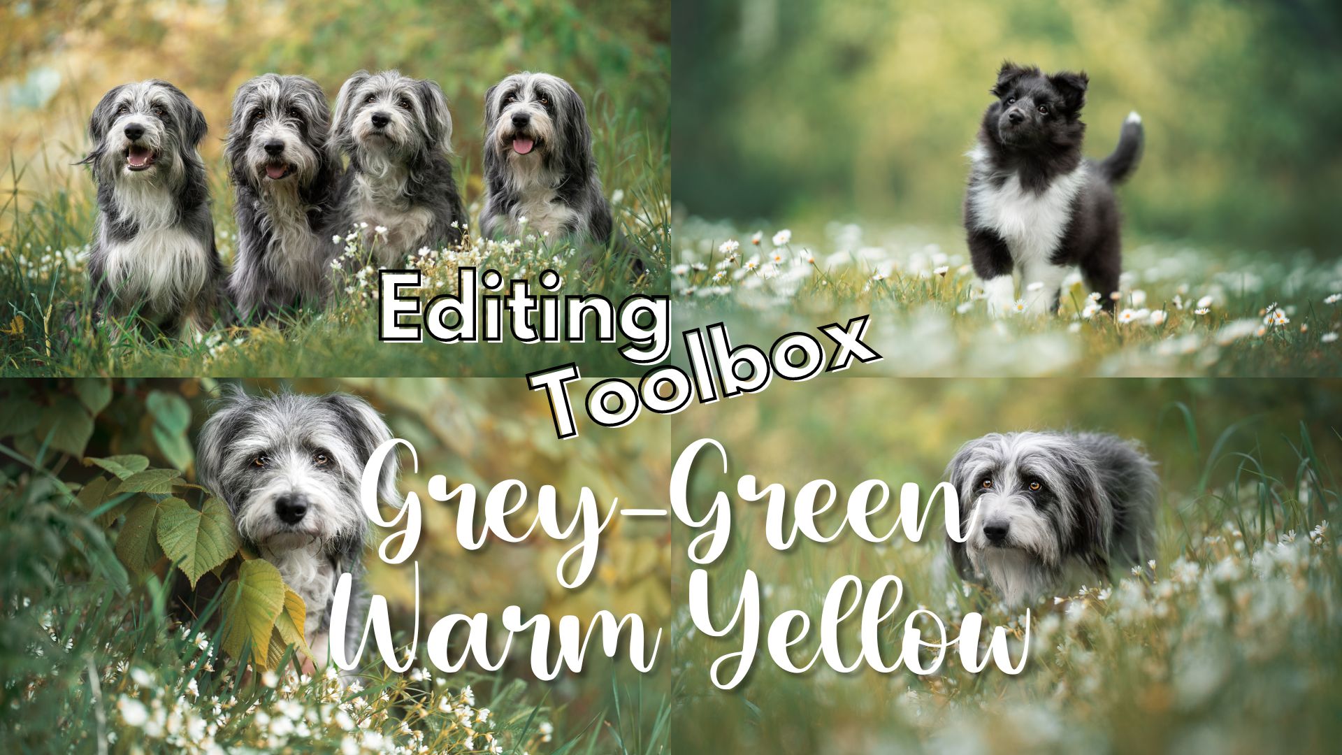 Editing Toolbox: Grey-Green Warm Yellow Tones