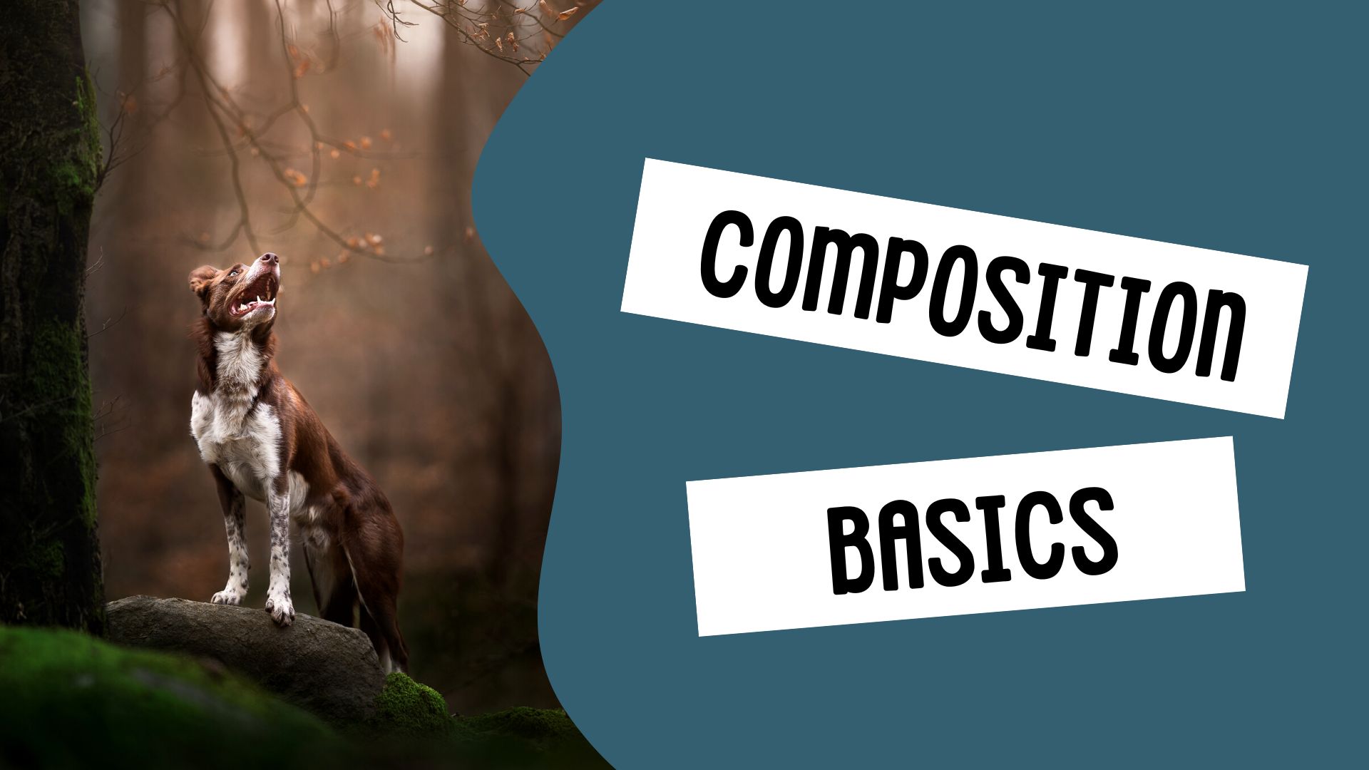 Composition Basics