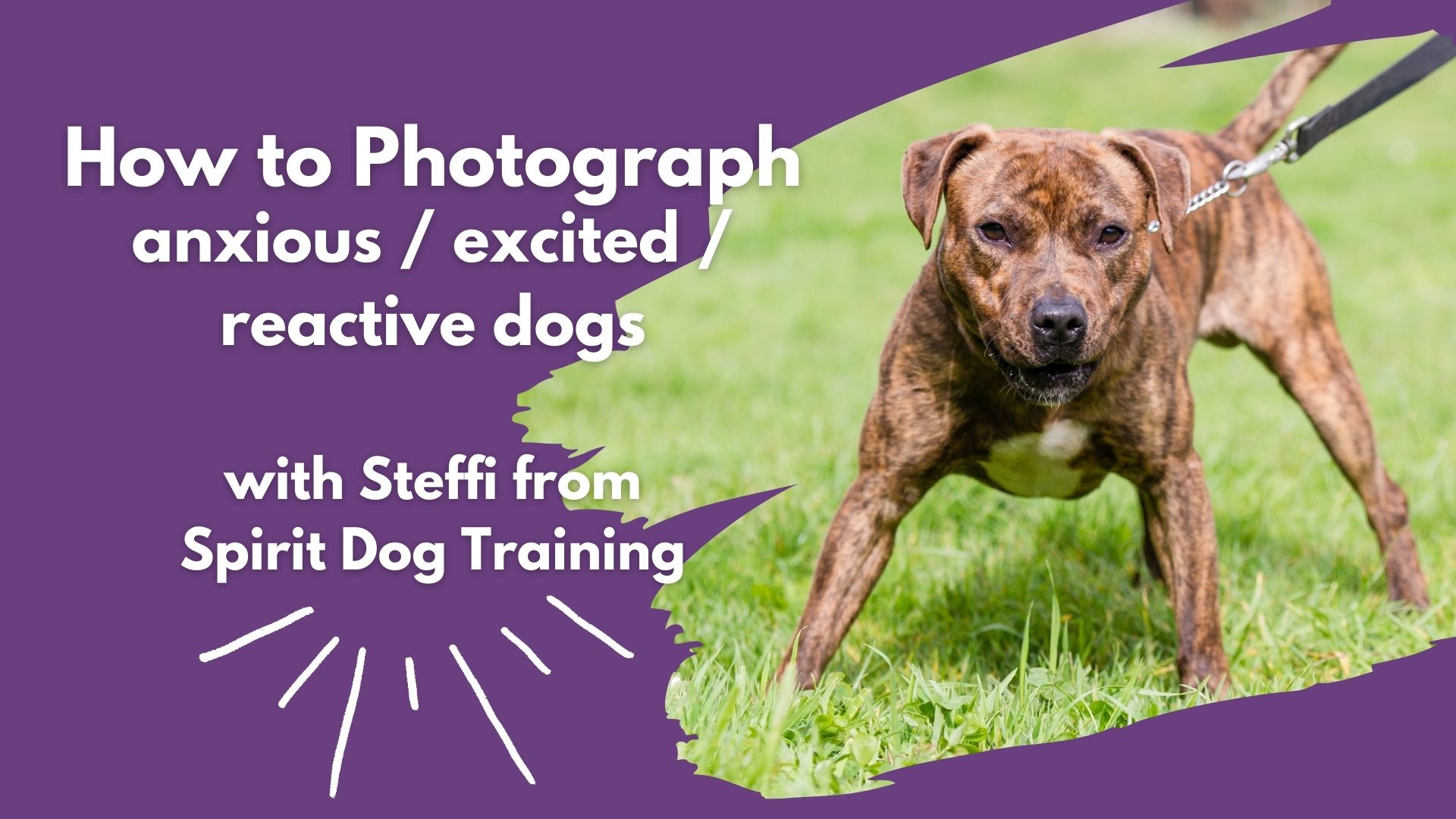 Guest Talk: Steffi from Spirit Dog Training: Photographing anxious / excited / reactive dogs