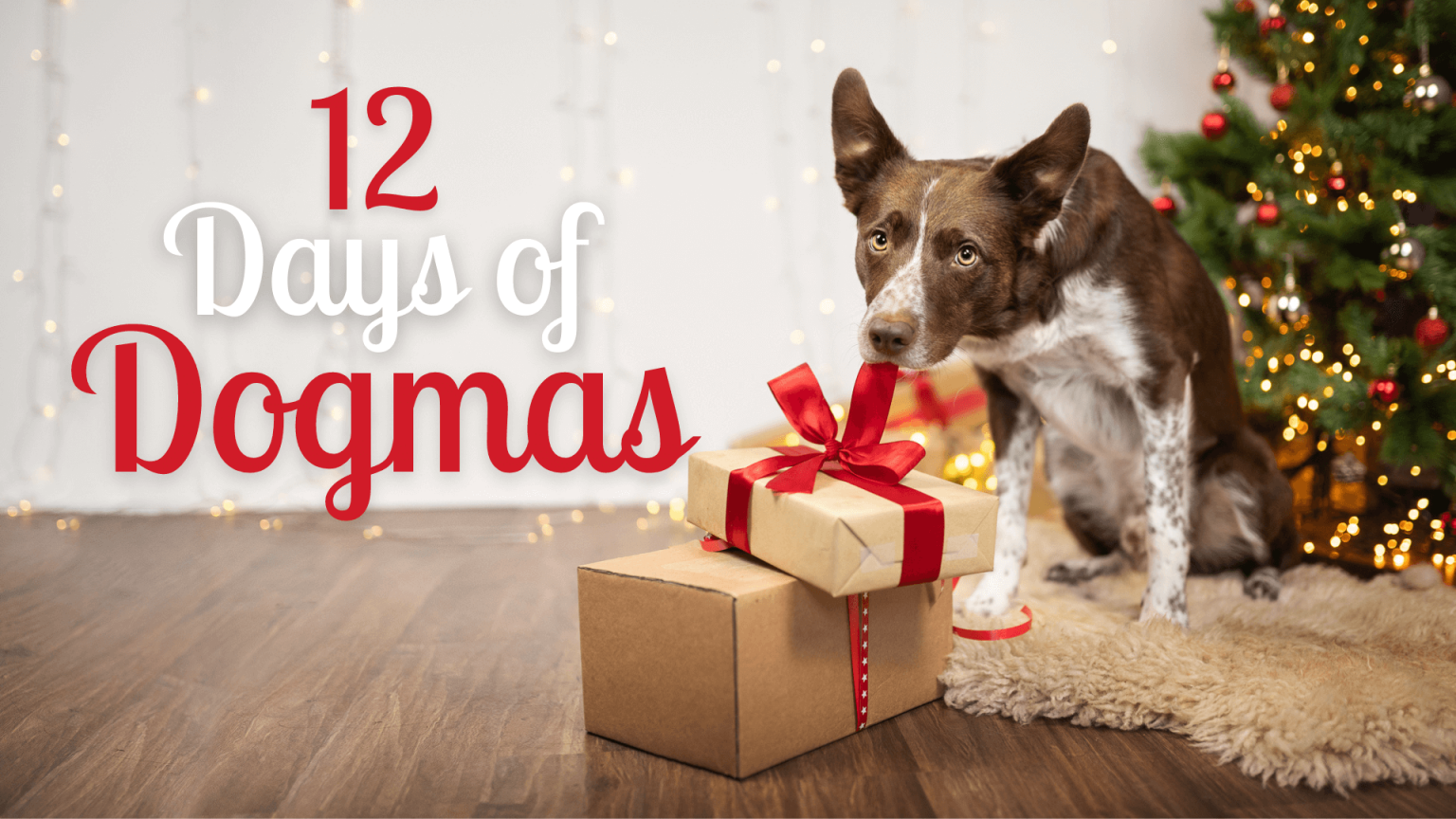 12-days-of-dogmas-inspawration-photography