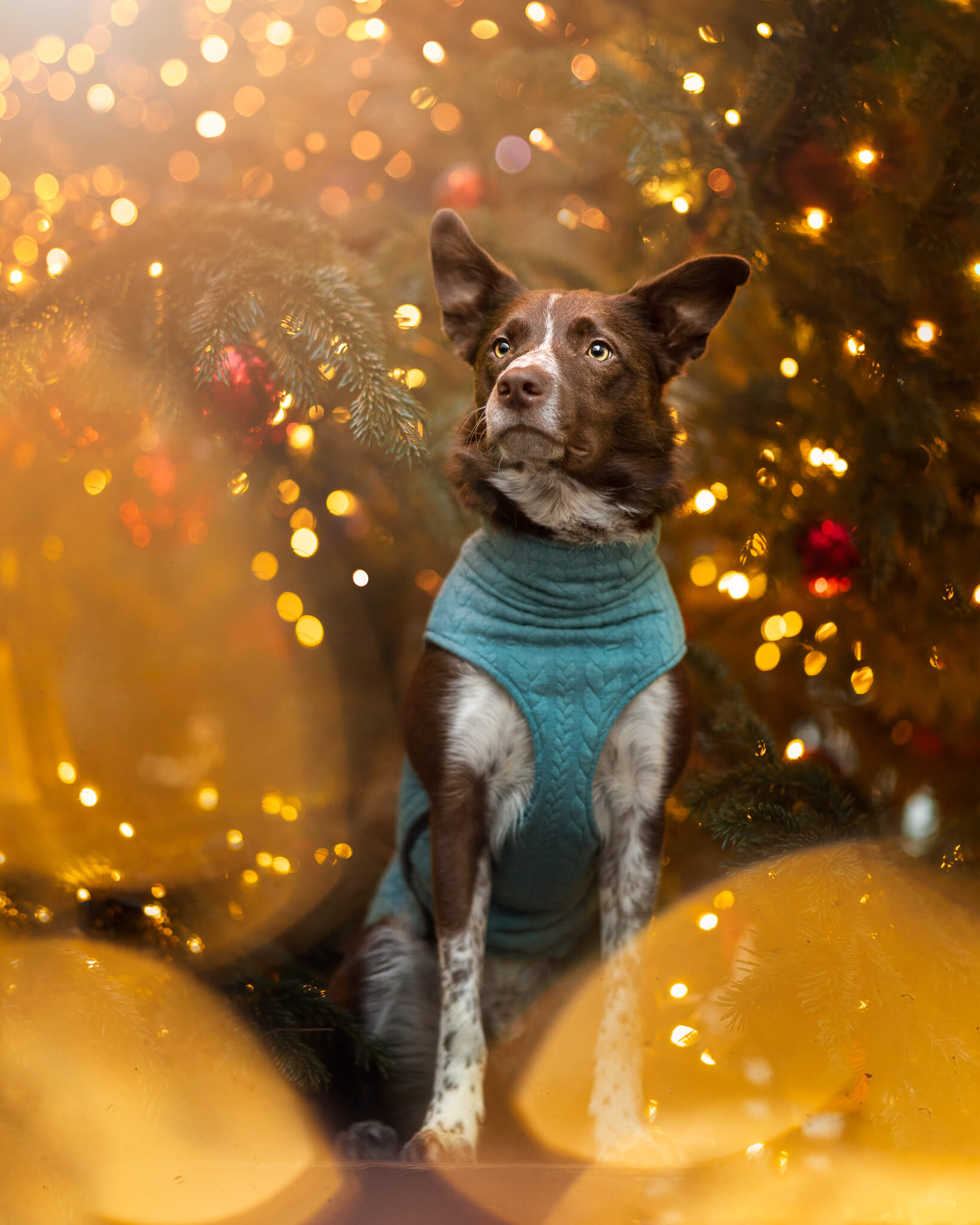 How to Take Dog Christmas Photos - Inspawration Photography