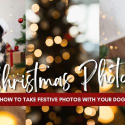 How to take Christmas photos with your dog