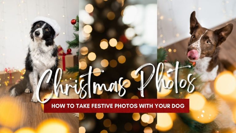 How to Take Dog Christmas Photos
