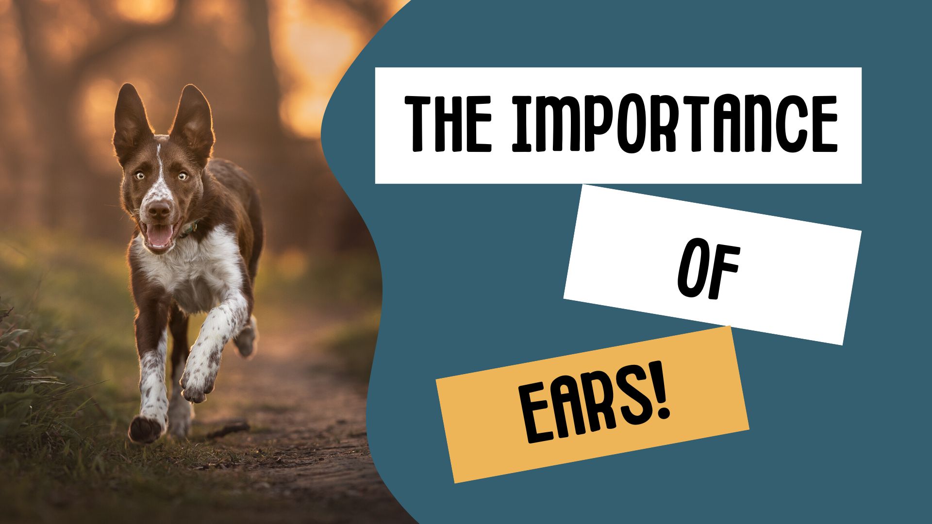 Ears!