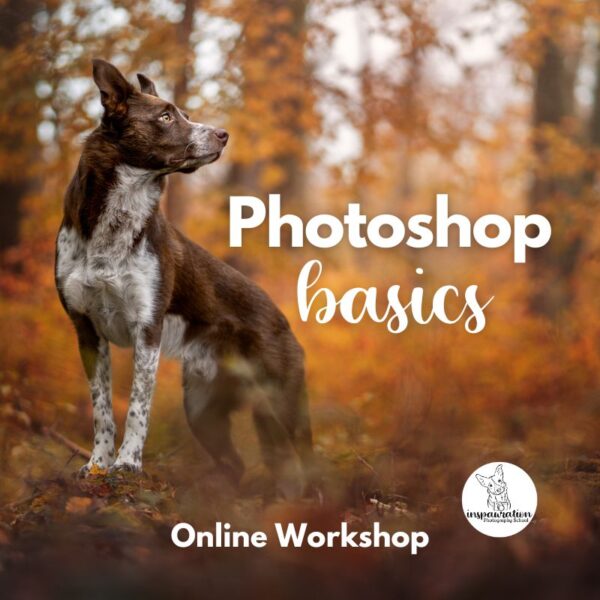 An online workshop covering the basics of Photoshop editing.