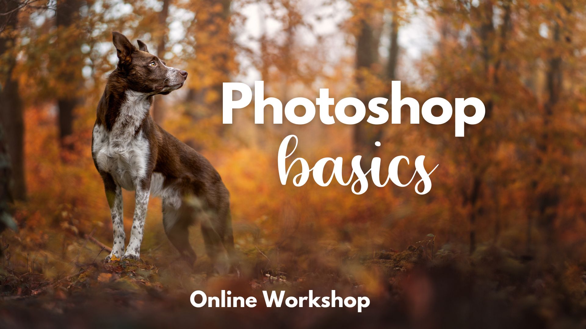 Learn Photoshop foundation skills through an online webinar workshop covering editing techniques.