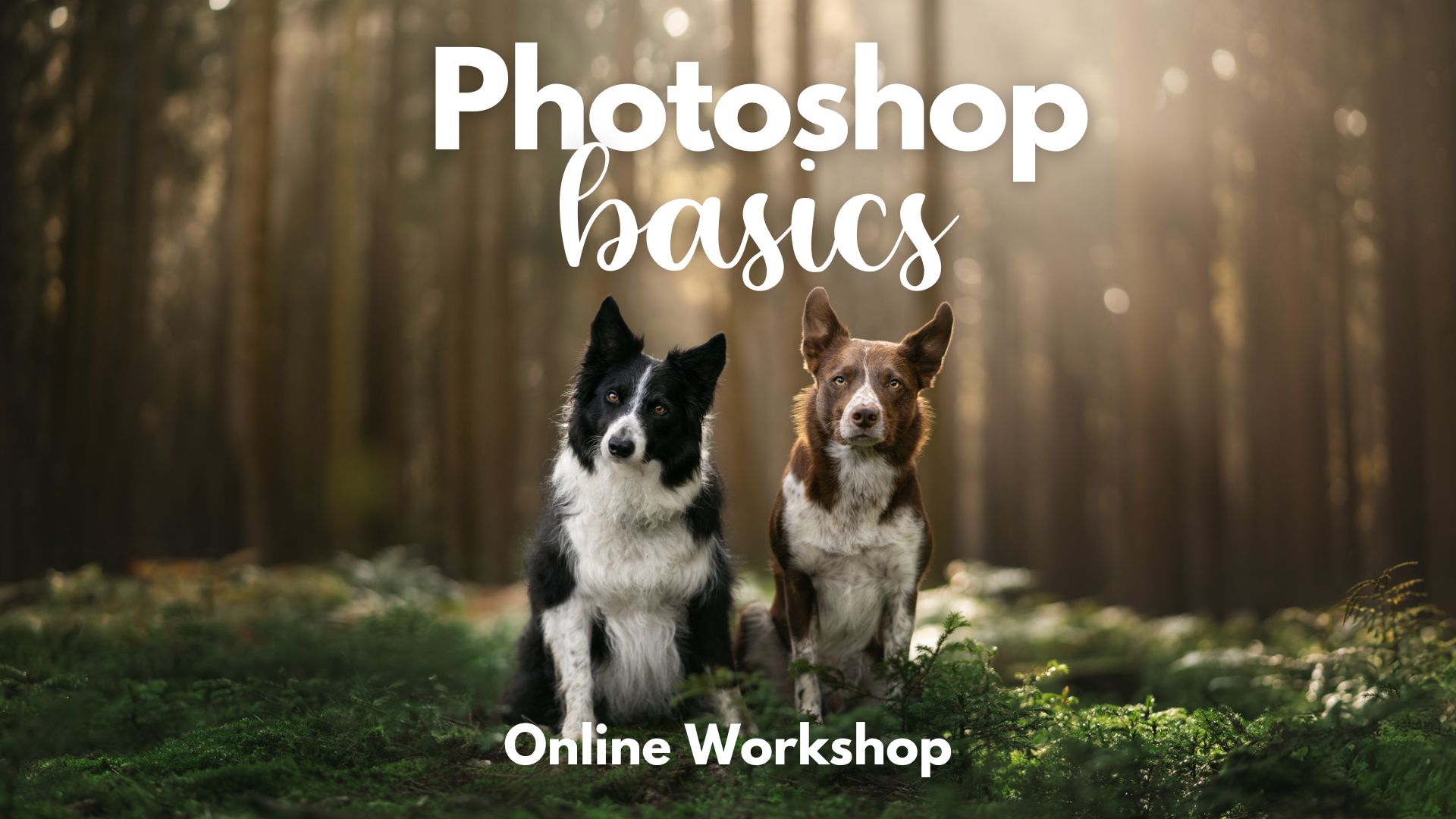 Photoshop Basics Workshop 2024