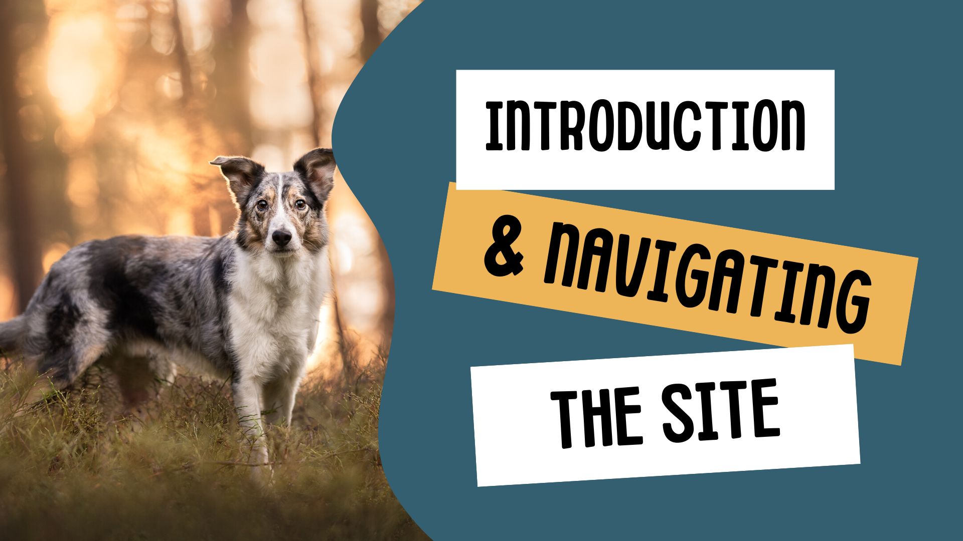 Introduction & Navigating the Site
