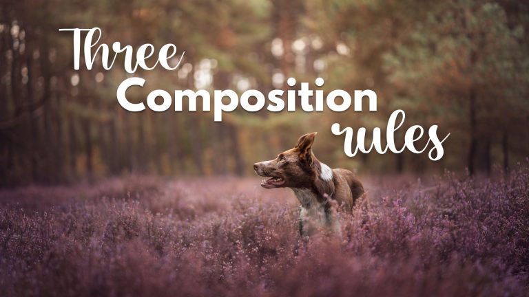 3 Composition Rules For Pet Photography