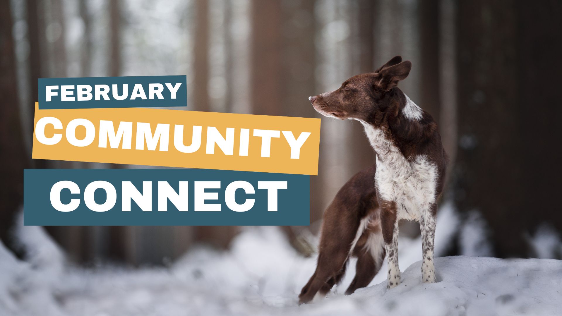 February 2023 Community Connect!