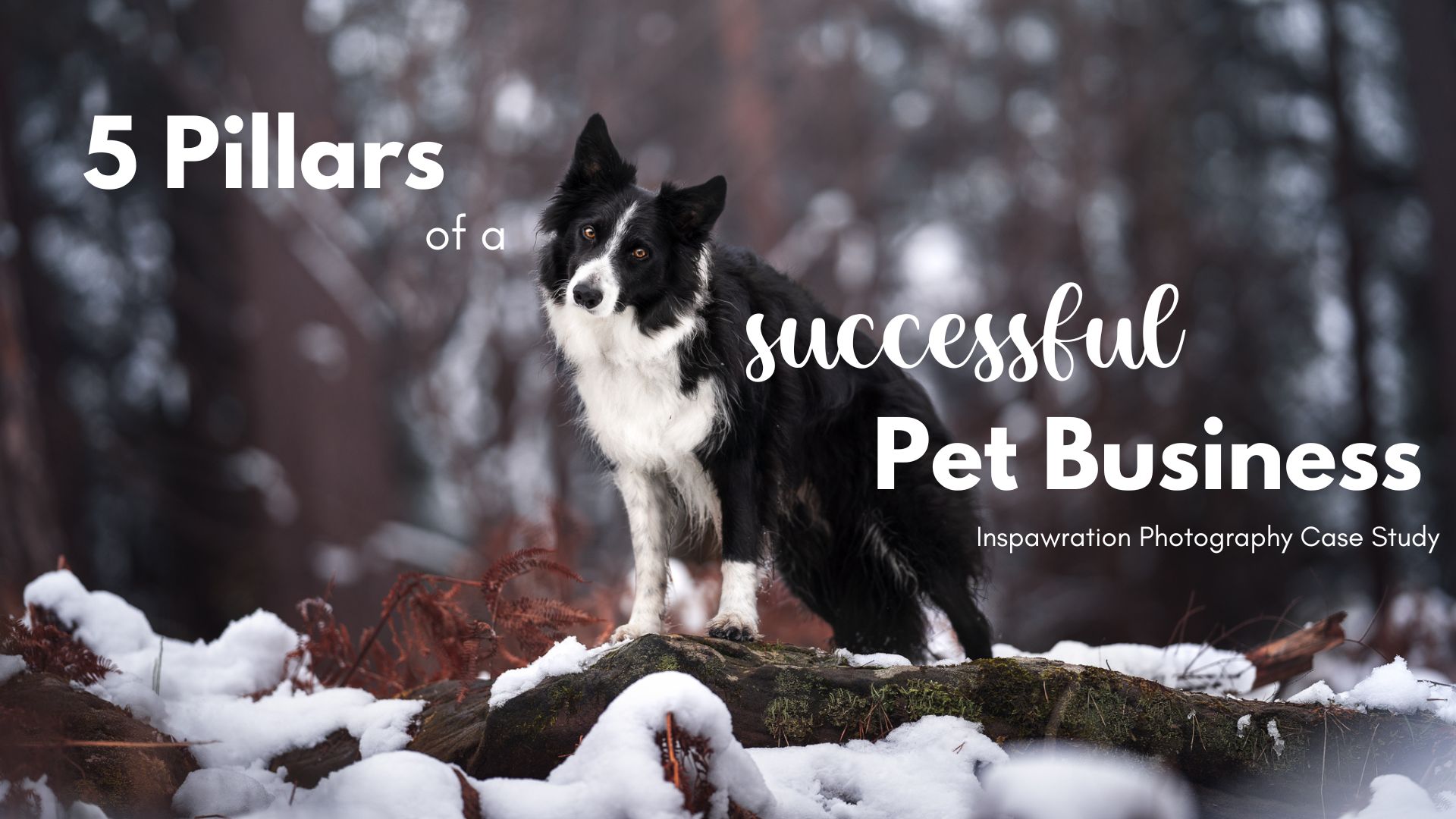 5 Pillars of a Successful Pet Business: Inspawration Case Study