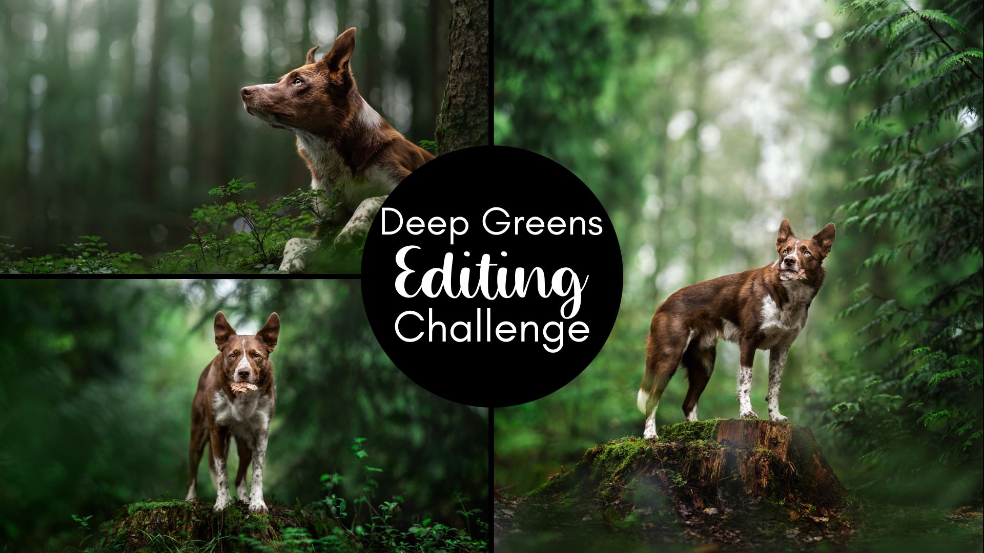 Deep Green Editing Challenge