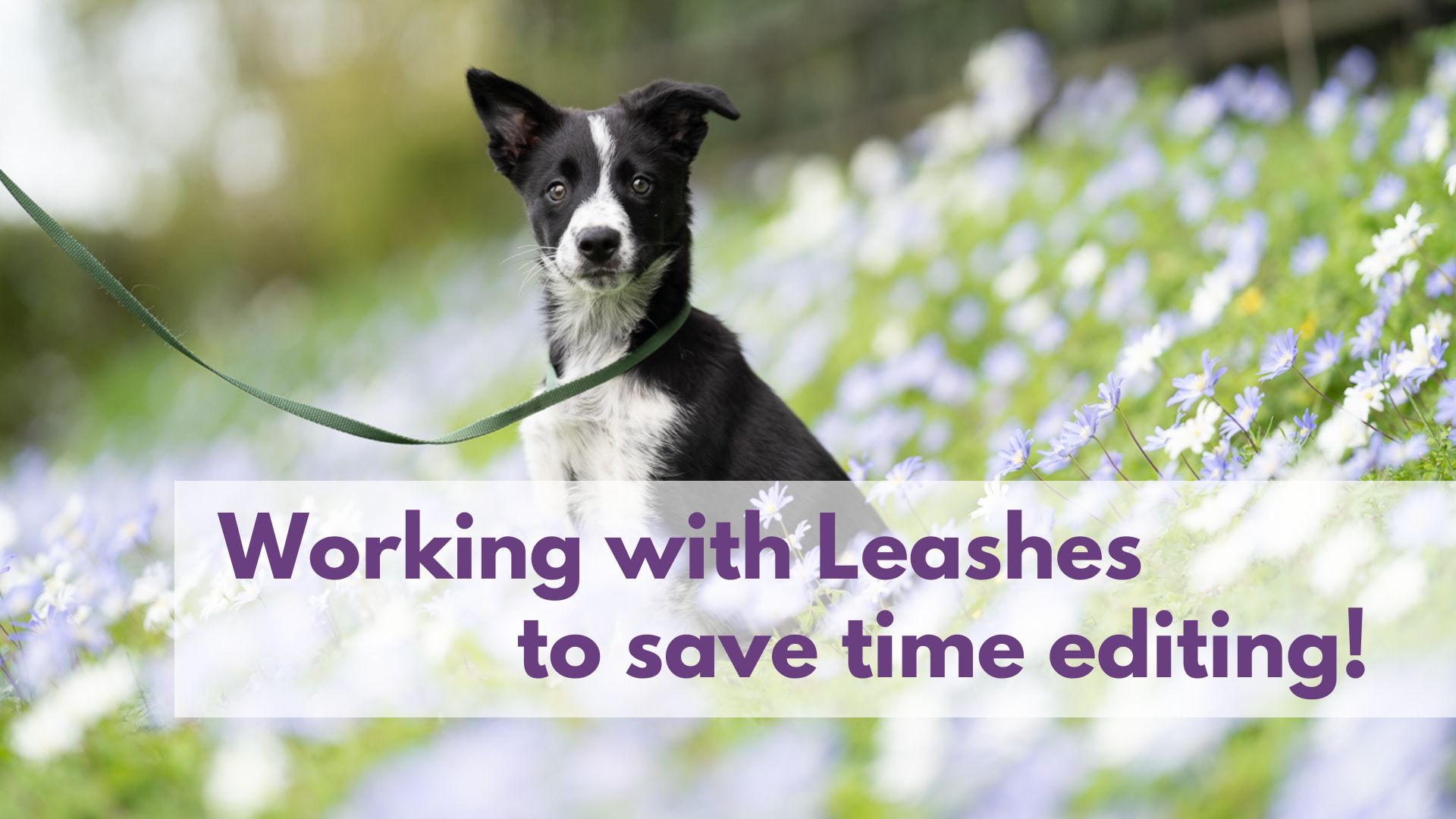Guest Post: How to work with leashes to save time in editing