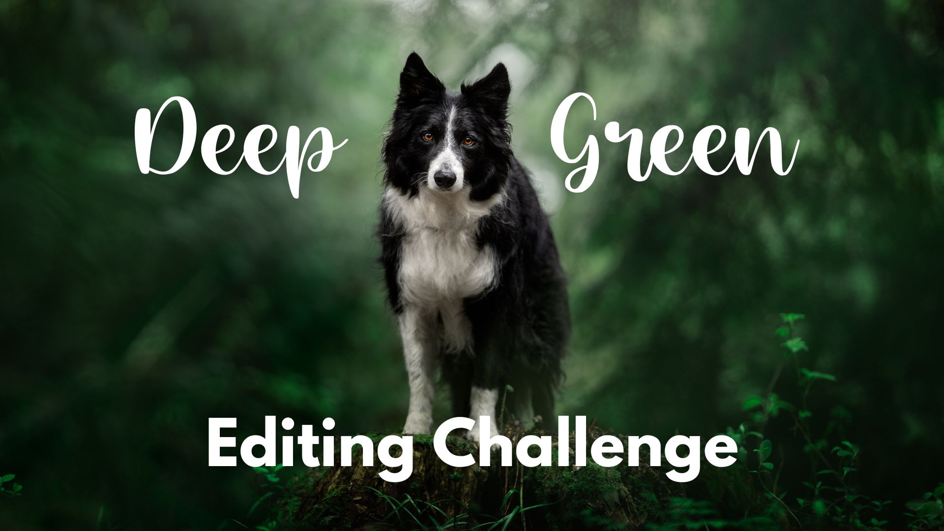 Deep Green Editing Challenge