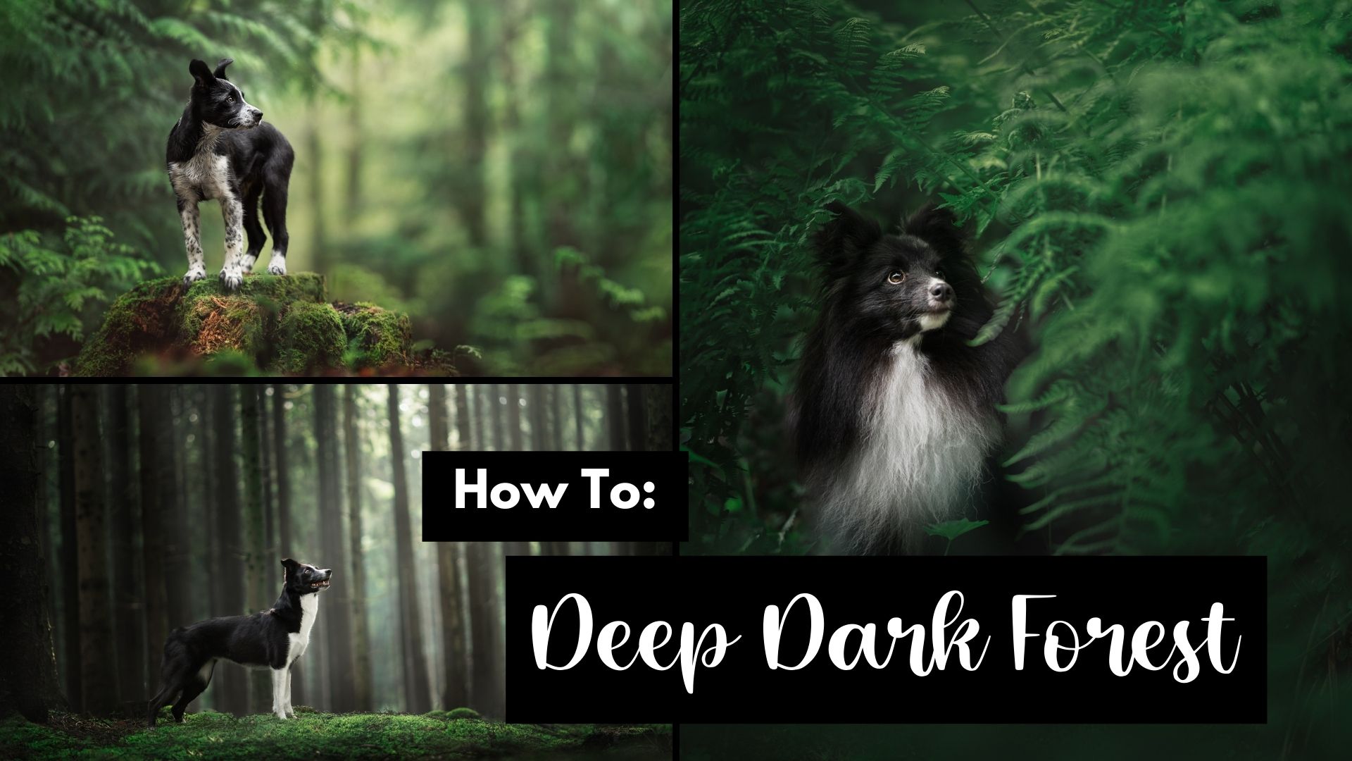 How to: Deep Dark Forest