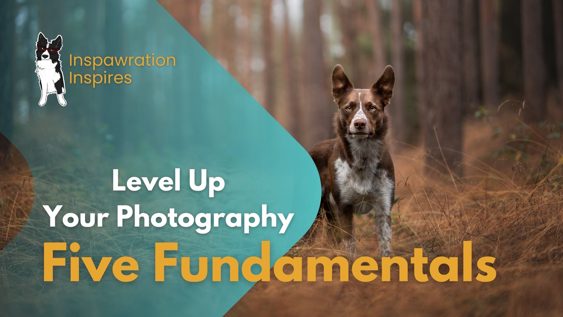 Level Up Your Photography: Five Fundamentals