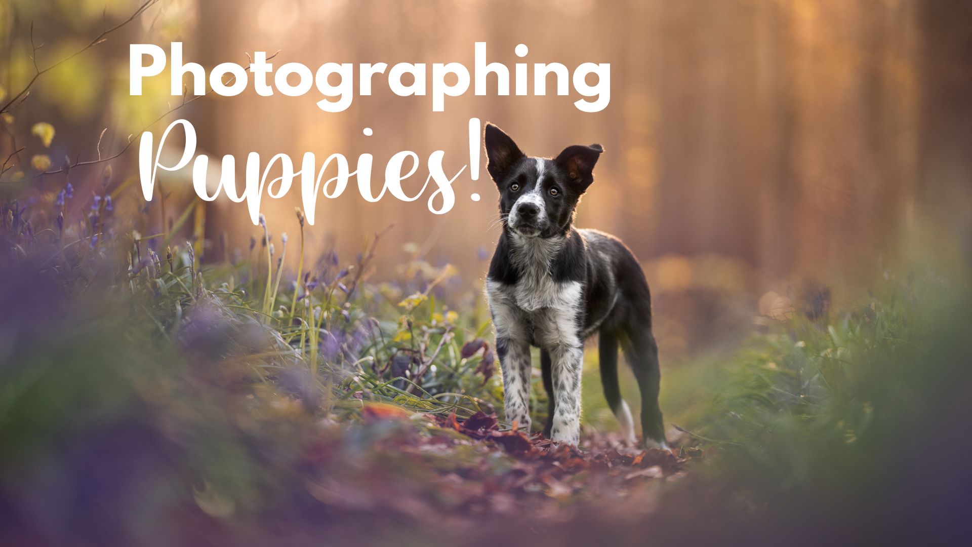 Photographing PUPPIES!