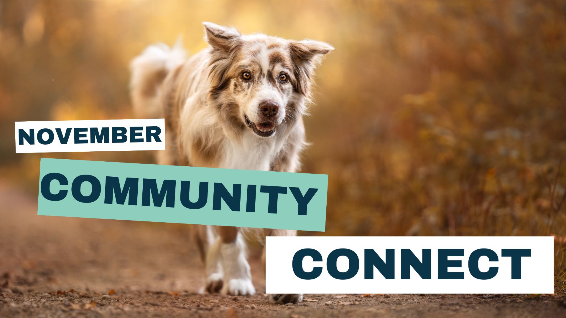 November 2023 Community Connect: Portfolio Review